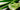 Aloe Vera: Unlocking Nature's Benefits and Versatile Usage