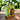 Africa's Best Organics Olive Oil Conditioning Relaxer System